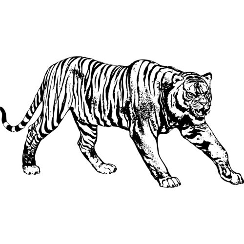 Tiger Thumbnail