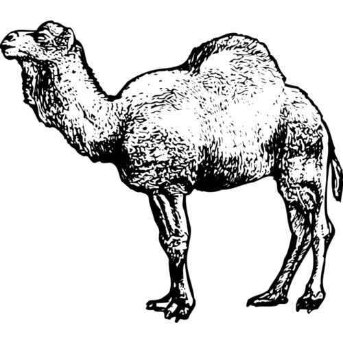 Camels Thumbnail