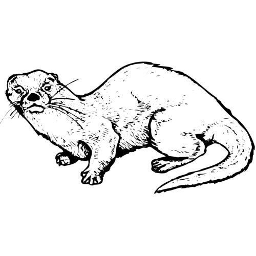 Otter Thumbnail