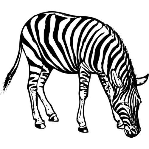 Zebra Thumbnail